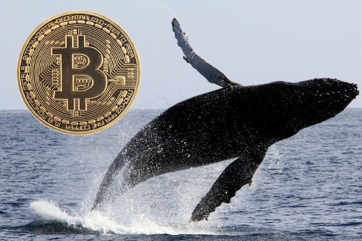 Whales On The Move: Somebody Just Transferred $193 Million Worth Of Bitcoins From A Billion-Dollar Wallet