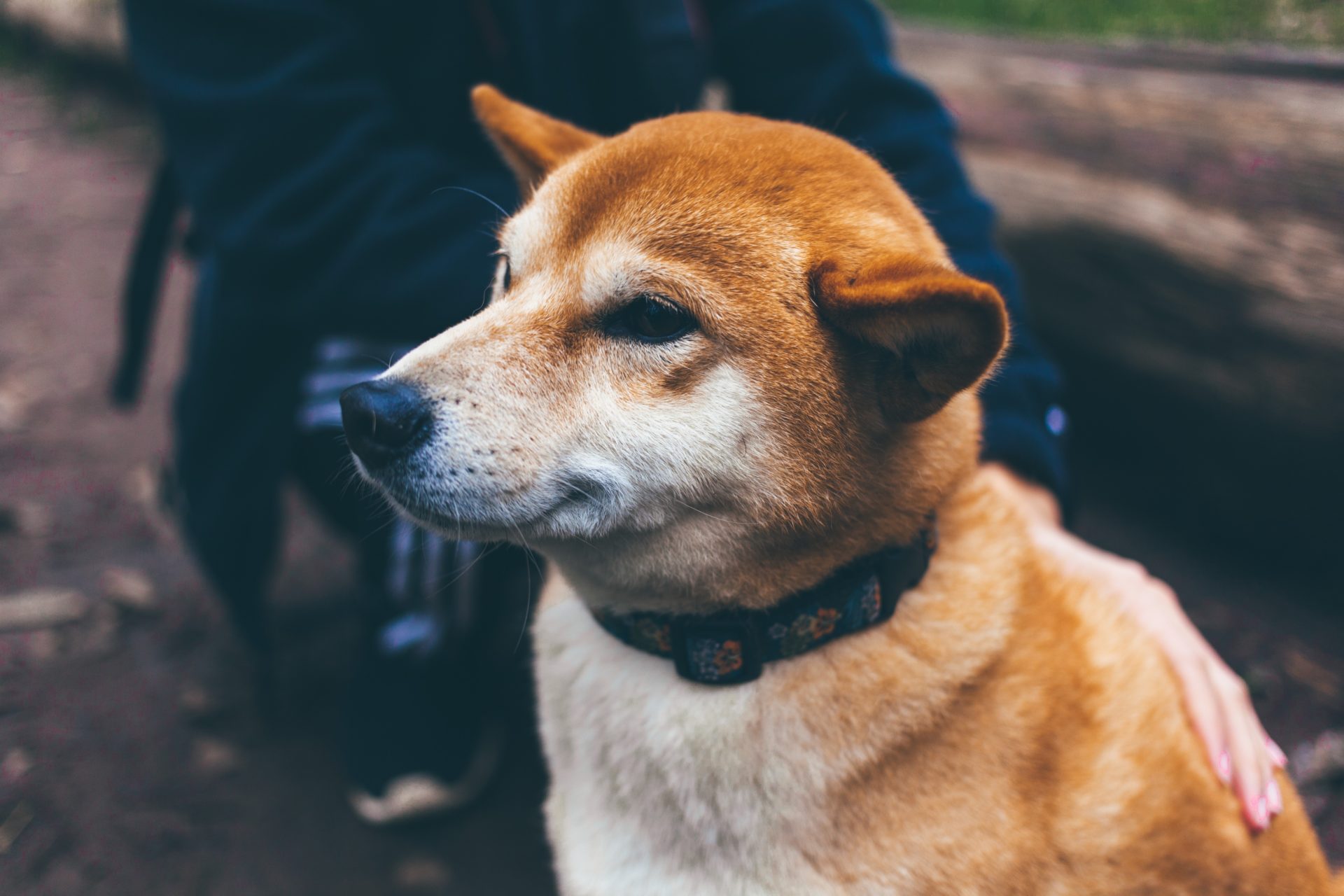 Dogecoin (DOGE) Defies Red Market, Posts Slight Gain
