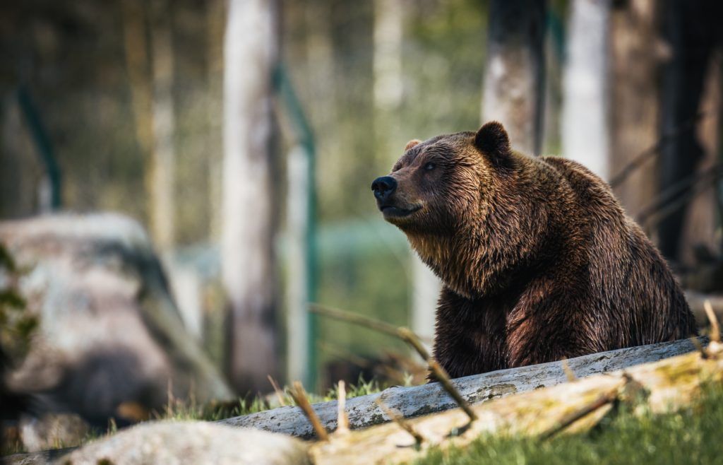 Prominent Investor: This Bitcoin Bear Season May Last For A While 1