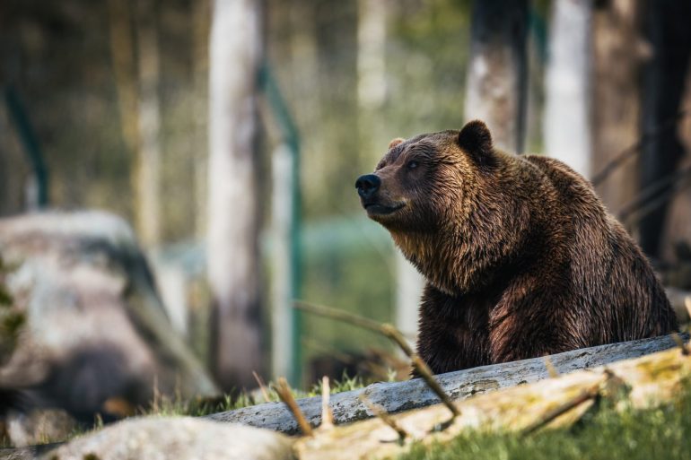 Prominent Investor: This Bitcoin Bear Season May Last For A While 15