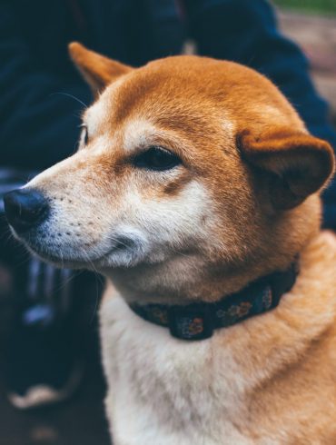 Dogecoin (DOGE) Defies Red Market, Posts Slight Gain 14