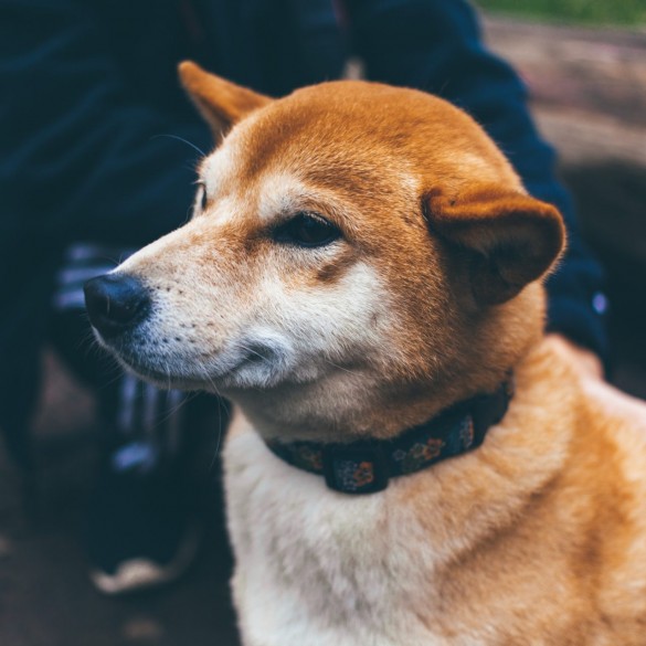 Dogecoin (DOGE) Defies Red Market, Posts Slight Gain 11