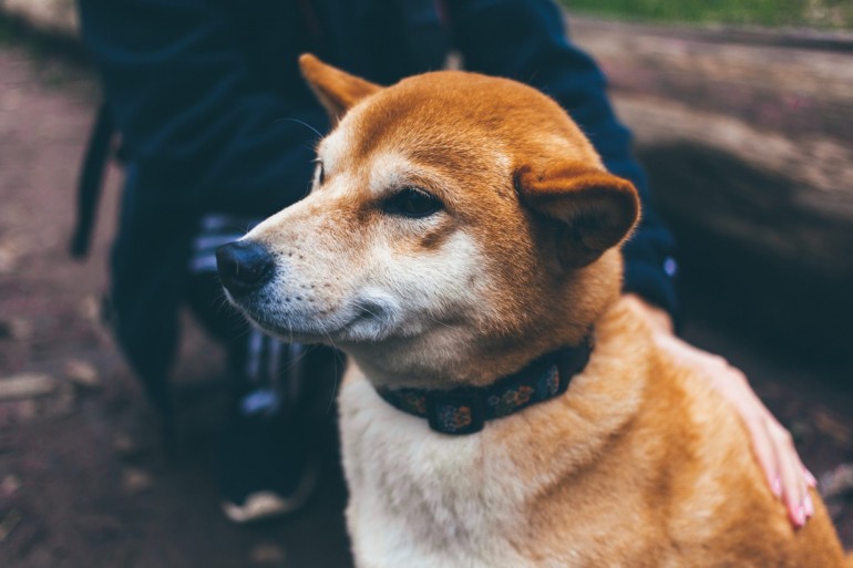 Dogecoin (DOGE) Defies Red Market, Posts Slight Gain 15