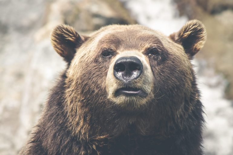 Short-Term Bitcoin Bear: HODLers To Be Decimated By BTC Dump To $2,000 14